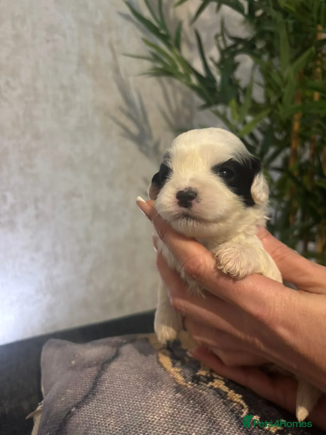 Shihpoo dogs for sale: Shih tzu X miniature poodle puppies - Advert 8