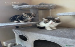 Mixed Breed cats for sale: 4 little kittens looking lovely new home.  - Image 11