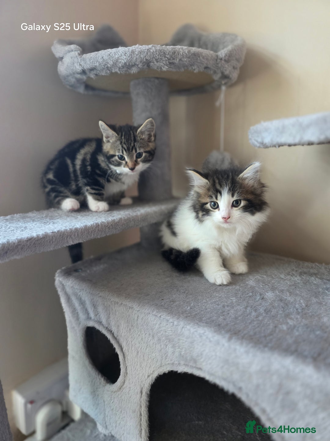 Mixed Breed cats for sale: 4 little kittens looking lovely new home.  - Image 11