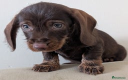 Dachshund dogs for sale: Teckel Pups - Advert 5