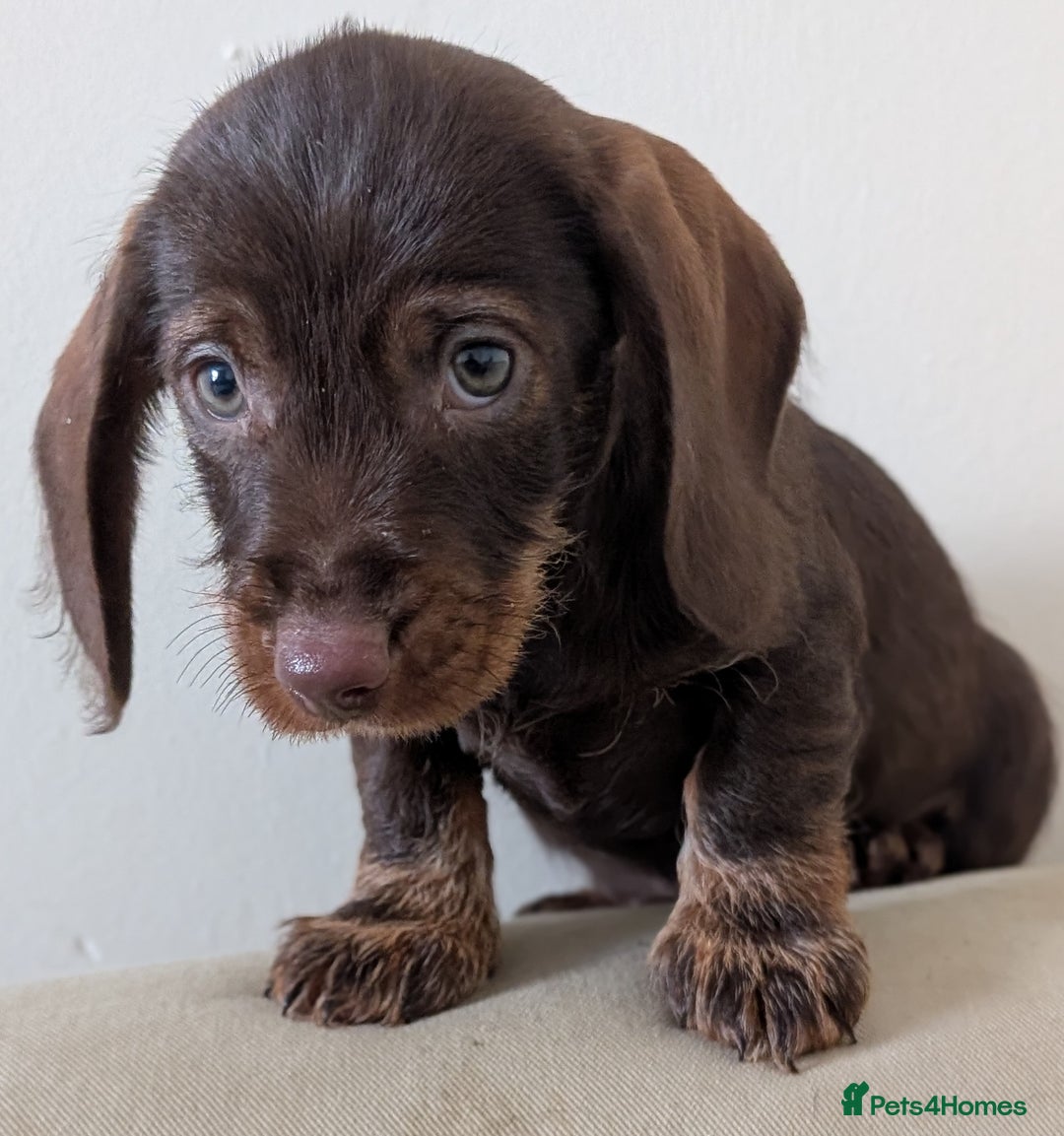 Dachshund dogs for sale: Teckel Pups - Advert 5