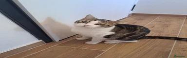 Cat 3