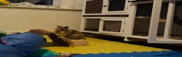 Lionhead rabbits for sale: Two bonded beautiful Lionhead boys  - Advert 6