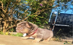 French Bulldog dogs for sale: Beautiful French bulldogs - Image 9