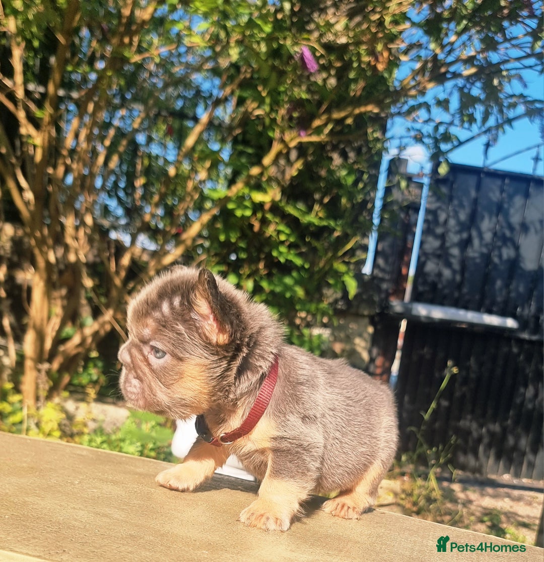 French Bulldog dogs for sale: Beautiful French bulldogs - Image 9