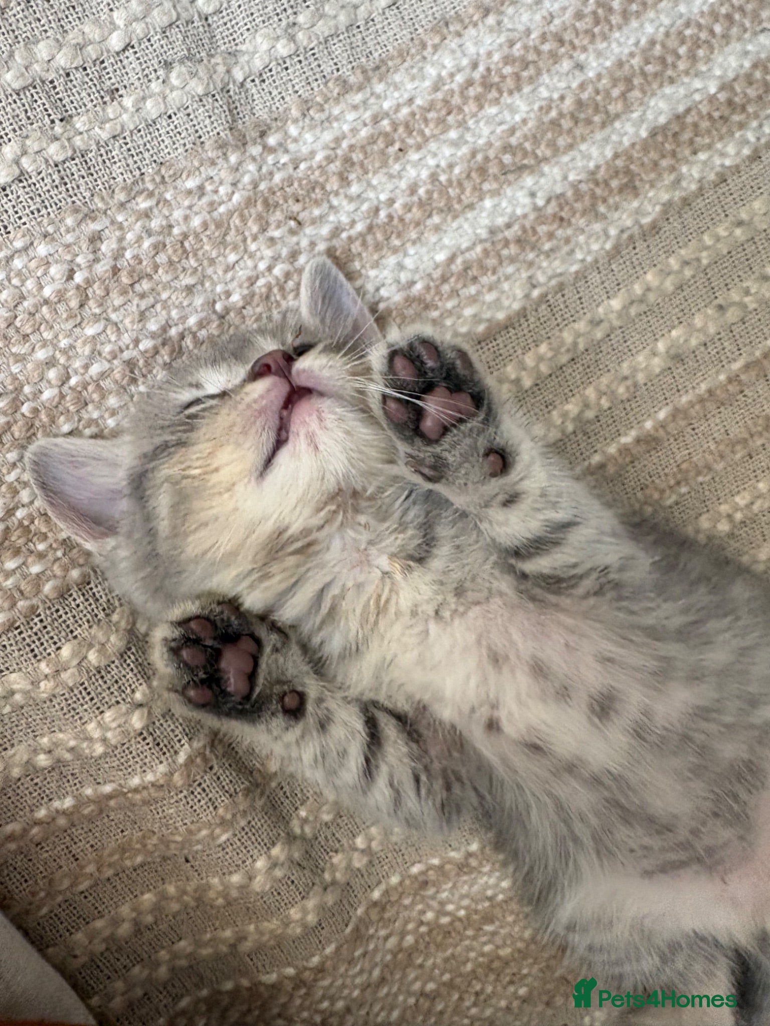 British Shorthair cats British short hair kittens  - Advert 2