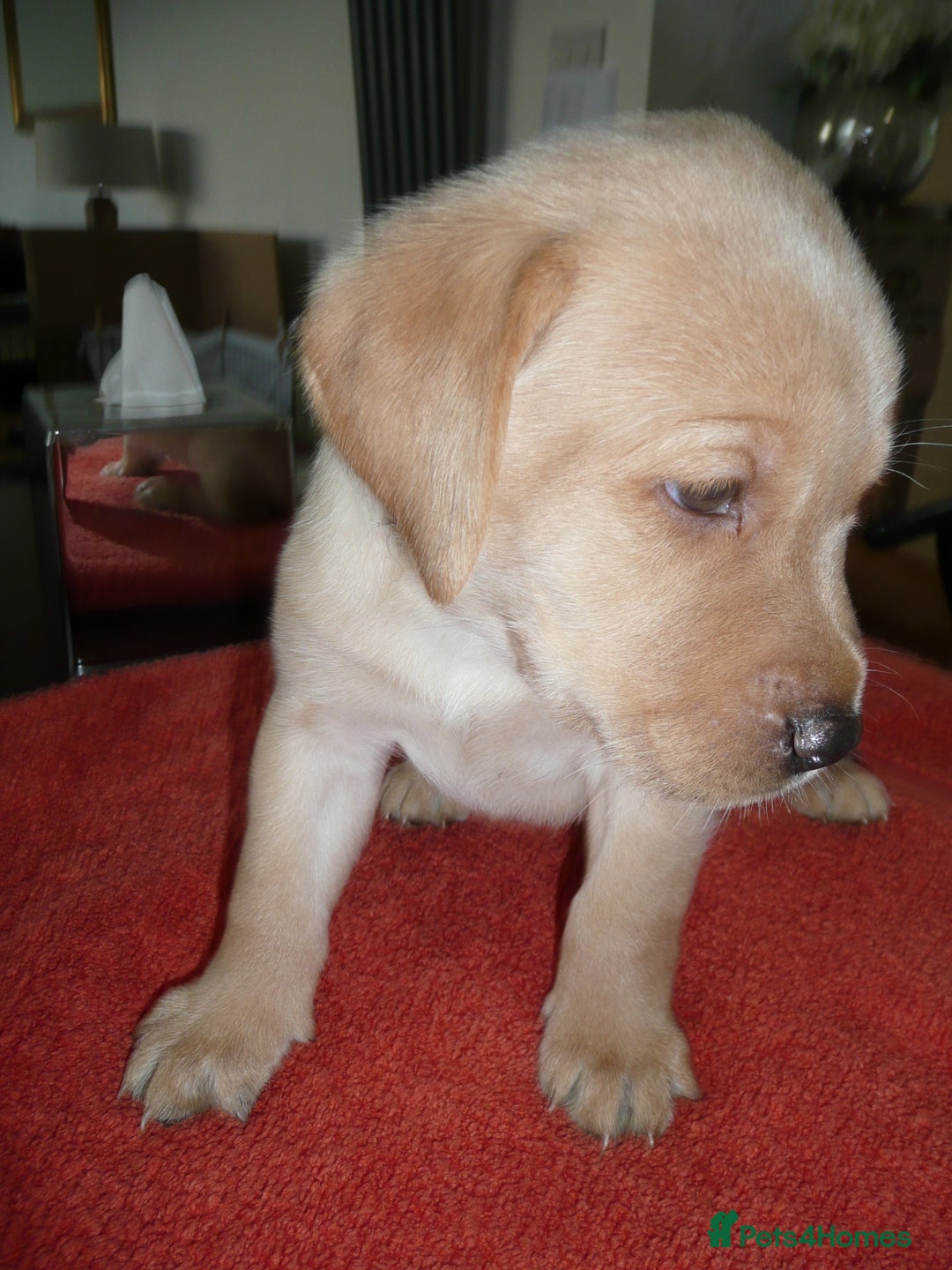 Labrador Retriever dogs for sale: Labrador puppies -1 black girl & 3 black boys left - Image 19