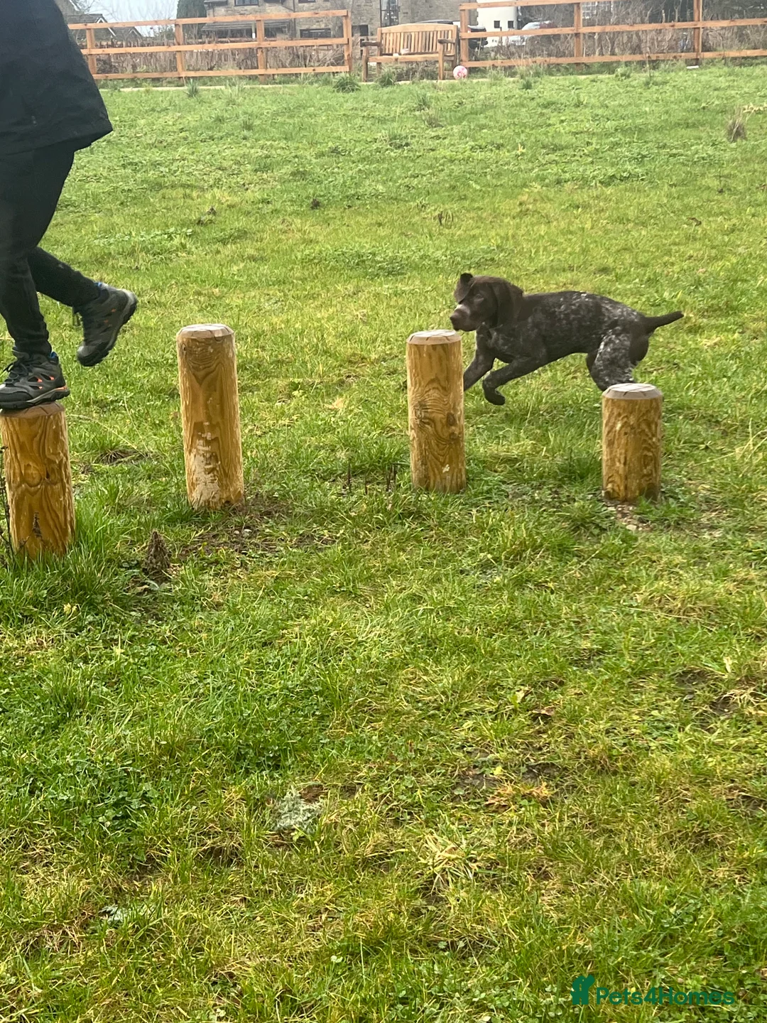 German Shorthaired Pointer dogs for sale: German shorthaired pointer  - Advert 10