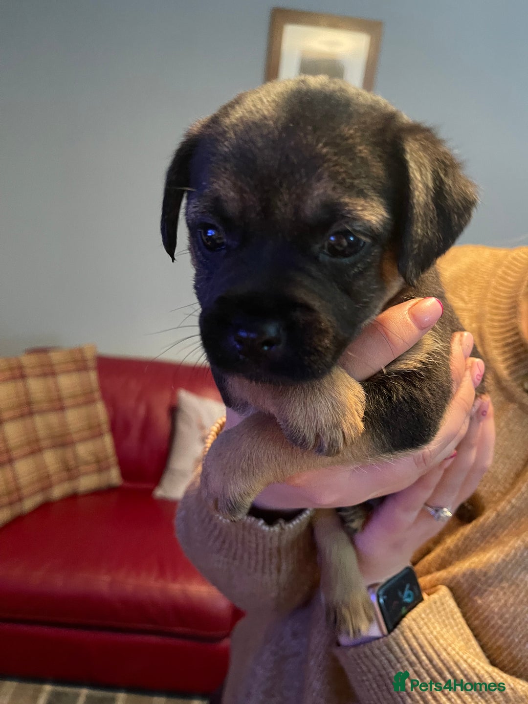 Border Terrier dogs for sale: Border Terrier Pups - Advert 25