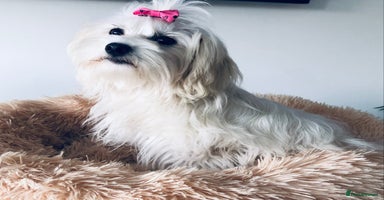 Maltese dogs in Worthing - Advert 13