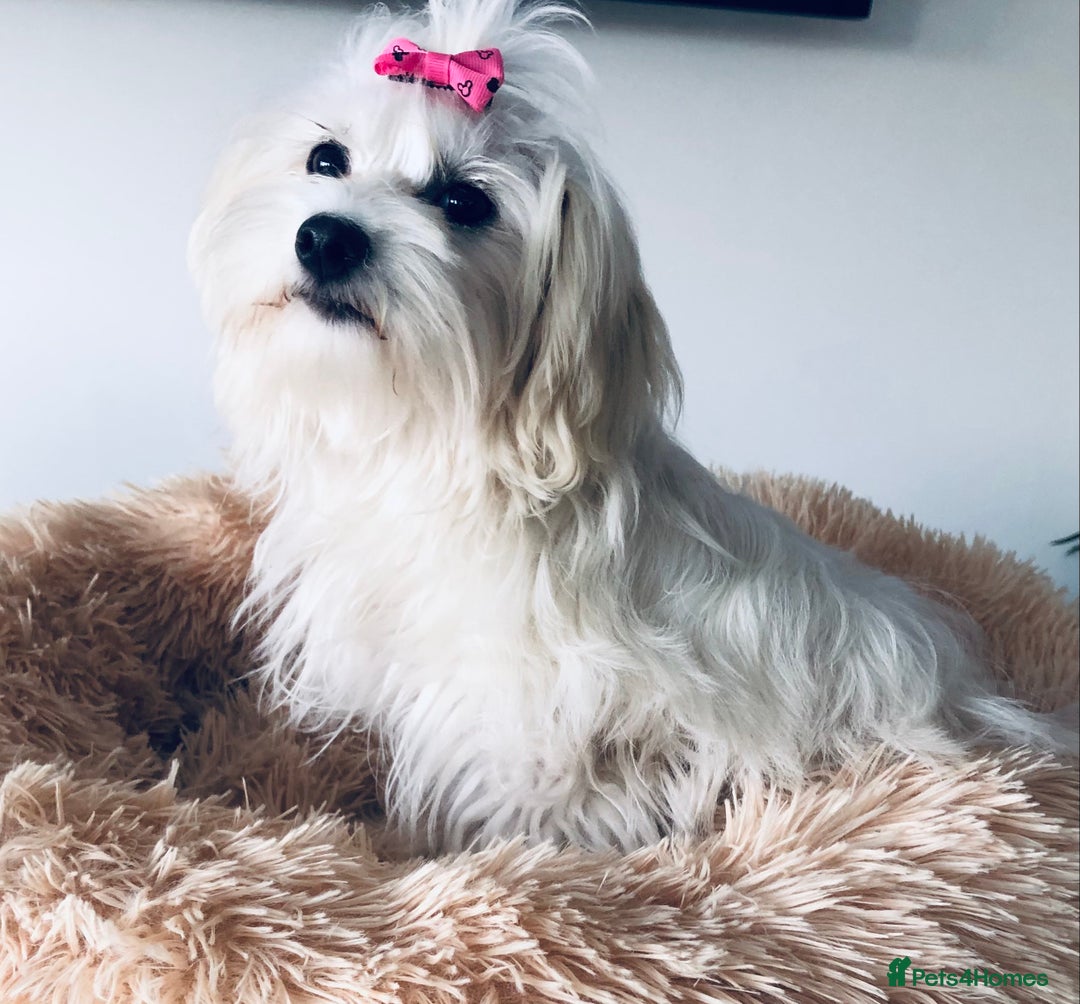 Maltese dogs for sale: Maltese  in Worthing - Image 2