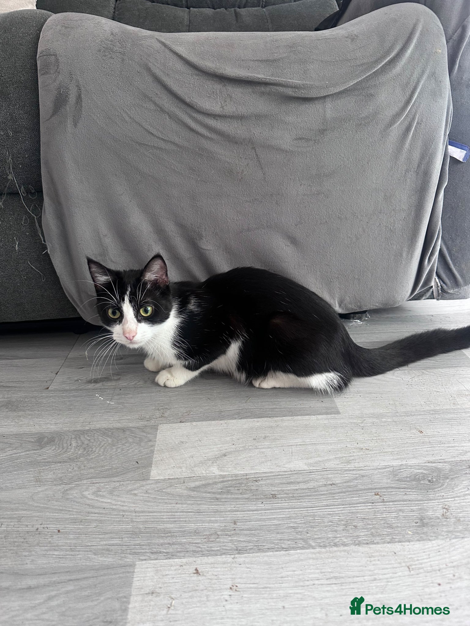 Domestic Shorthair cats Mum and babies  - Advert 3