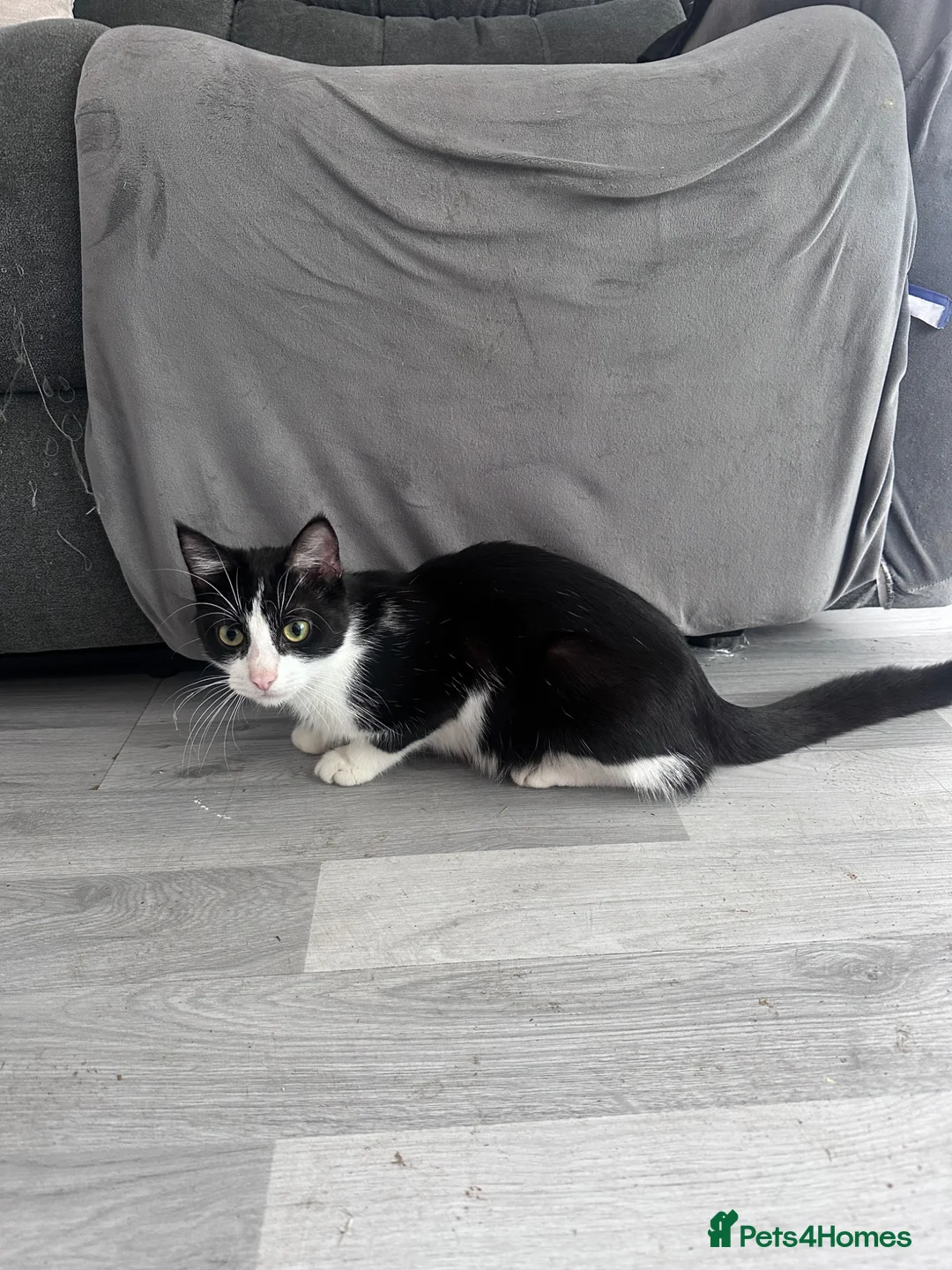 Domestic Shorthair cats for sale: Mum and babies  - Advert 1