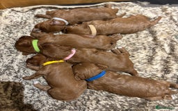 Cavapoo dogs for sale: Cavapoo Pups  - Image 1