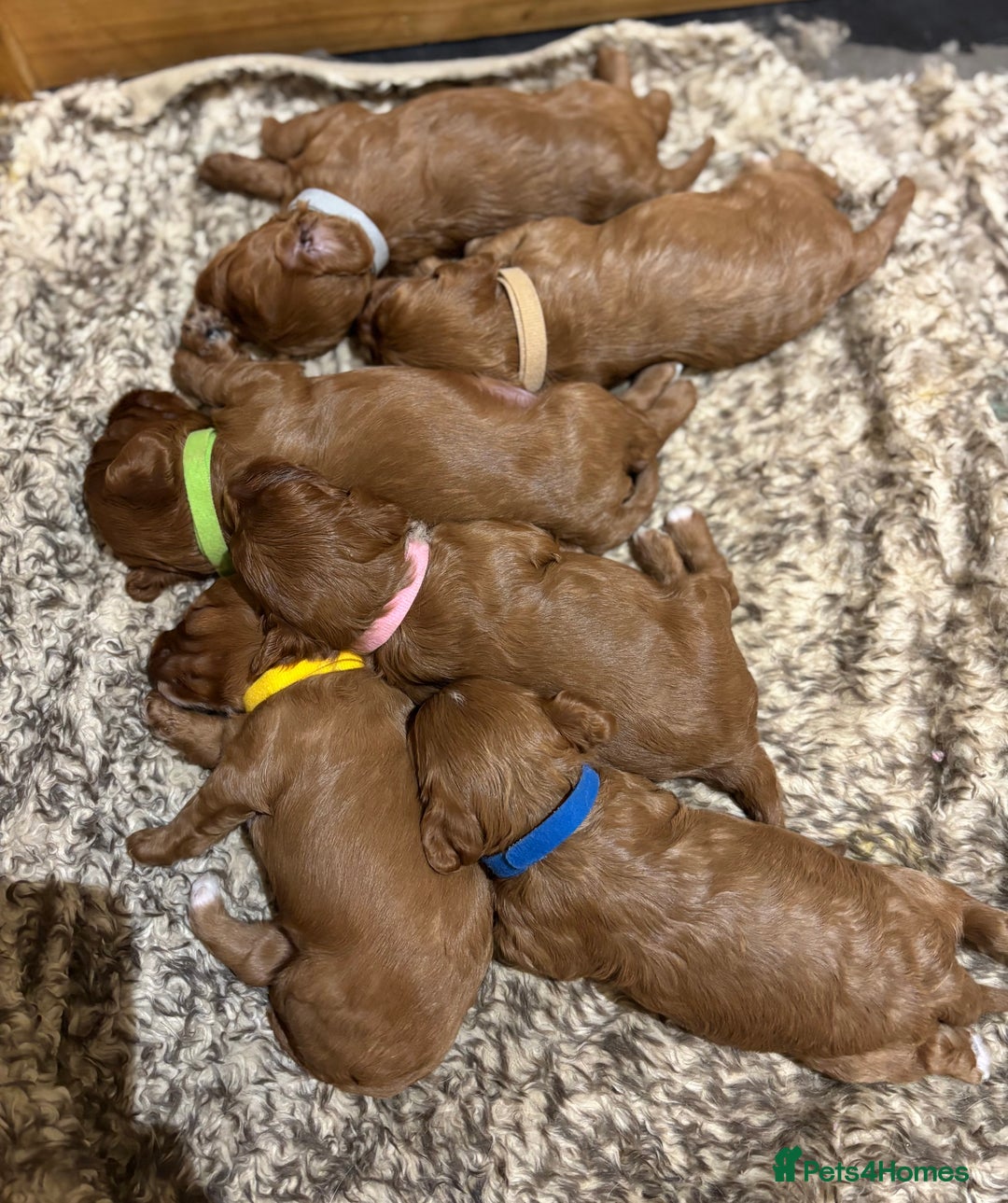 Cavapoo dogs for sale: Cavapoo Pups  - Image 1