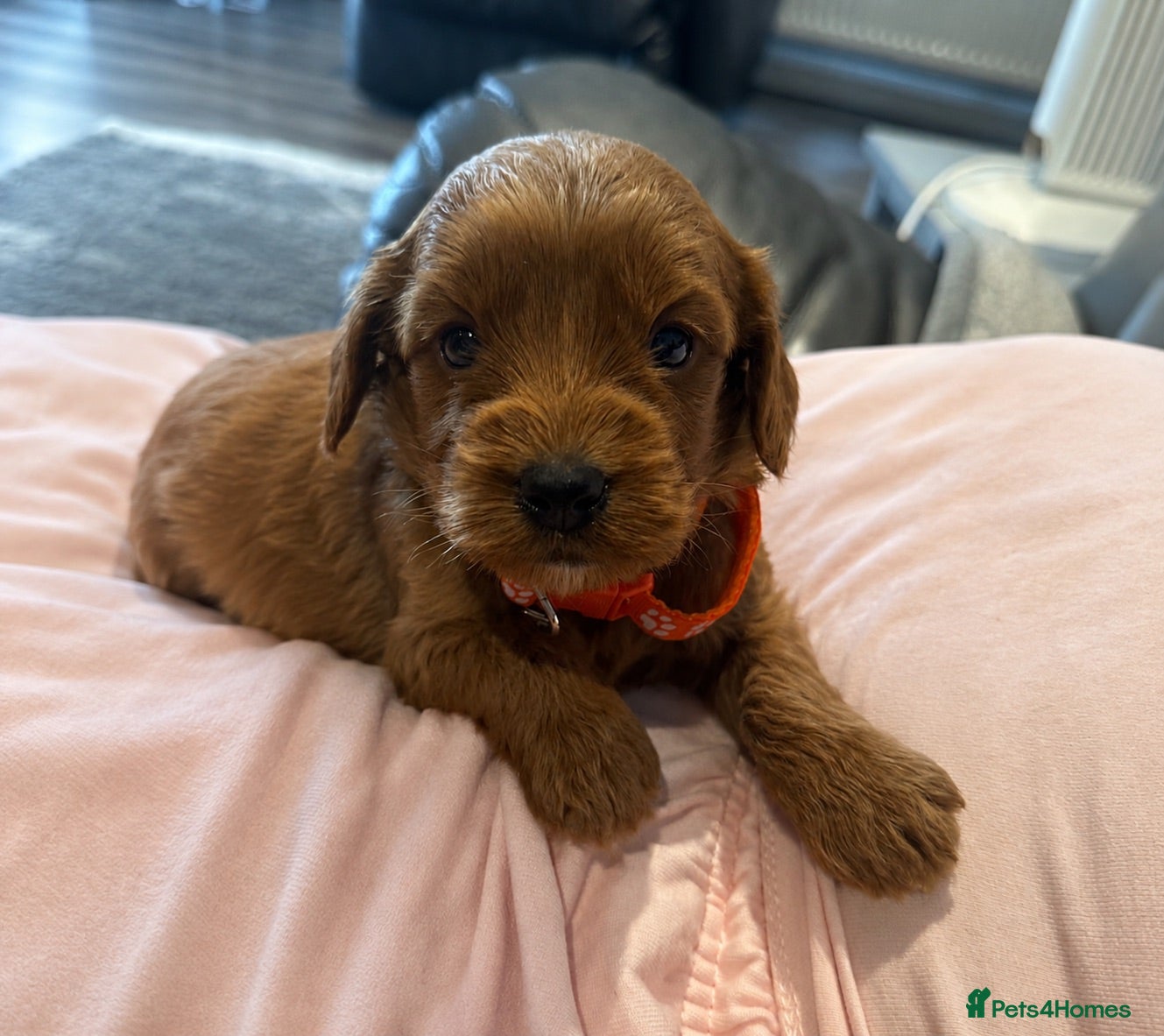 Cockapoo dogs F1b cockapoos fully health tested clear  - Advert 5