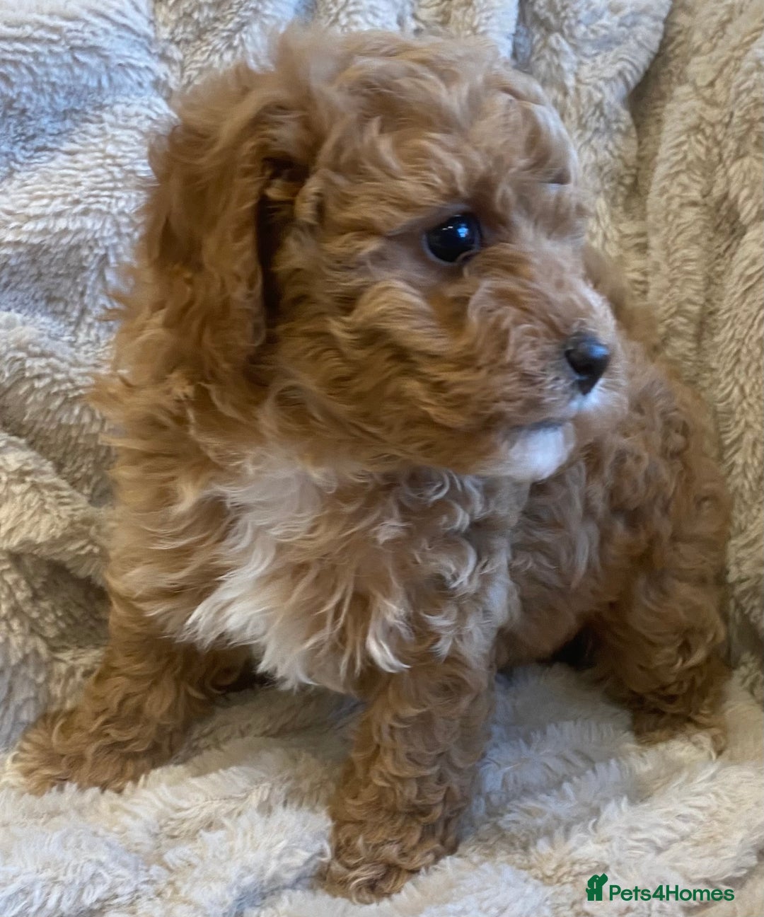 Cavapoo dogs for sale: Gorgeous Teddybear Cavapoo Puppies health checked  - Advert 32