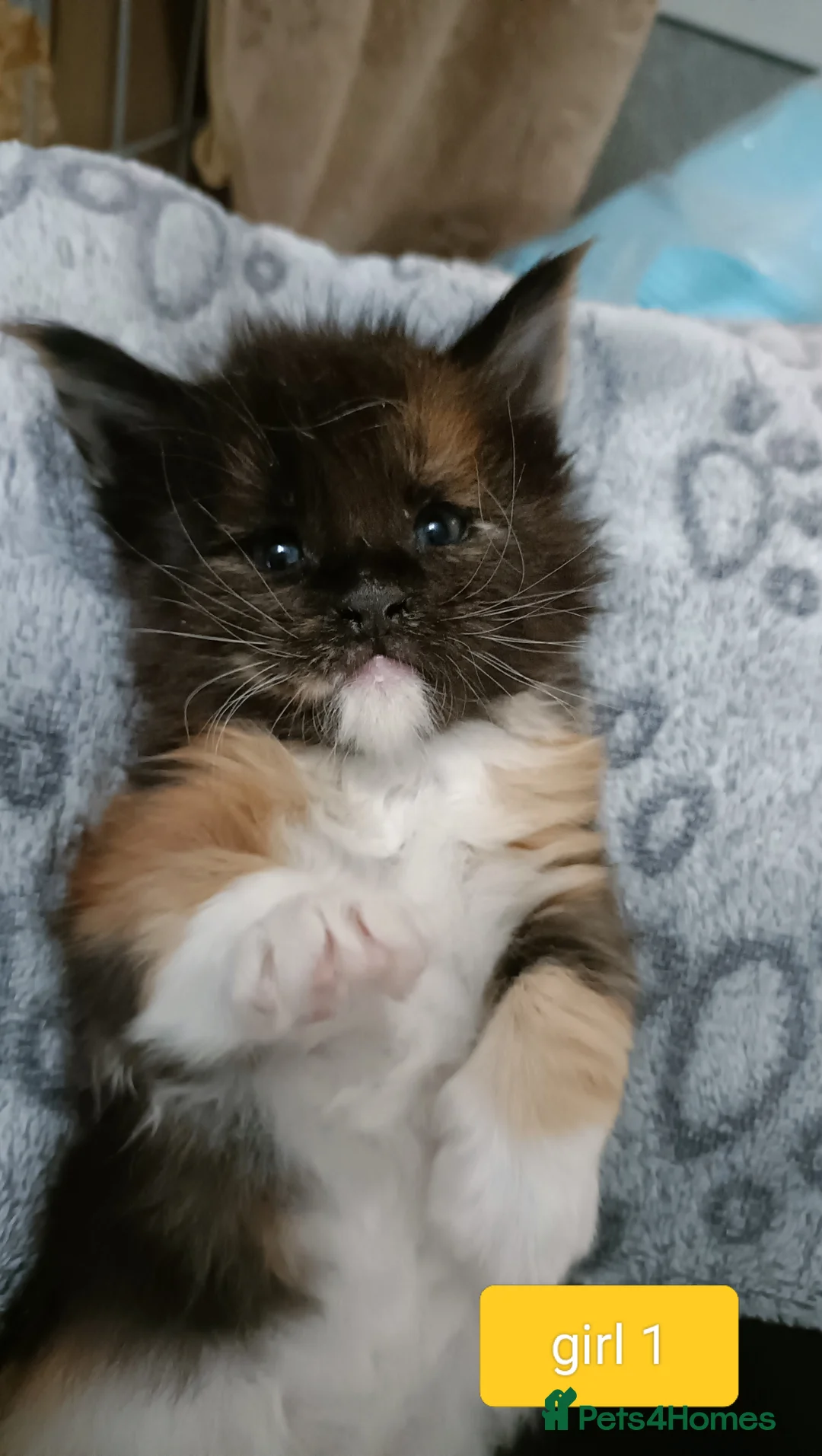 Maine Coon cats for sale: 😻😻😻Adorable fluffy Maine Coon kittens 😻😻😻 - Advert 24