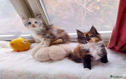 Maine Coon cats for sale: Stunning XL Maine Coon Kittens. Tica Reg. Tortie. - Image 6