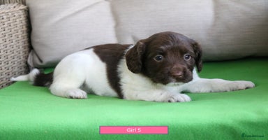 English Springer Spaniel dogs - Advert 3