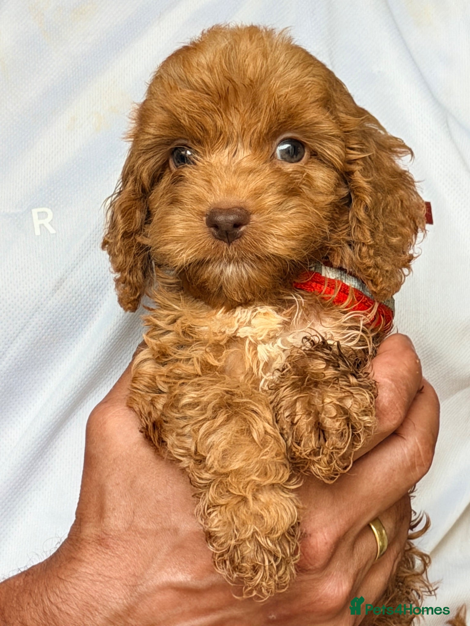 Cockapoo dogs F1 Cockapoo Pups Ready to go if you are Ready  - Advert 2