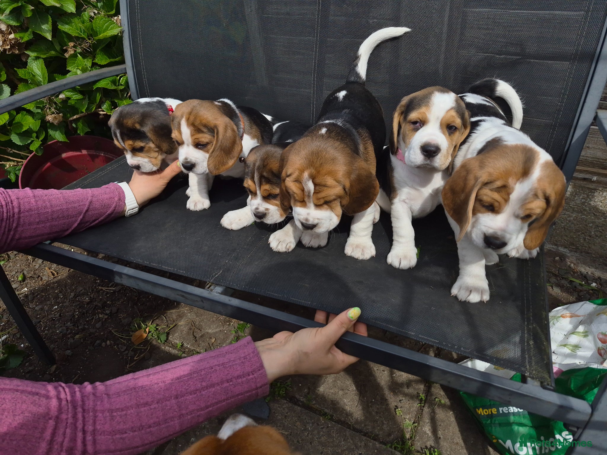 Beagle dogs Beagle puppies for sale  - Advert 4