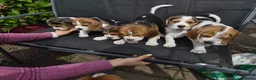 Beagle dogs for sale: Beagle puppies for sale  - Advert 1