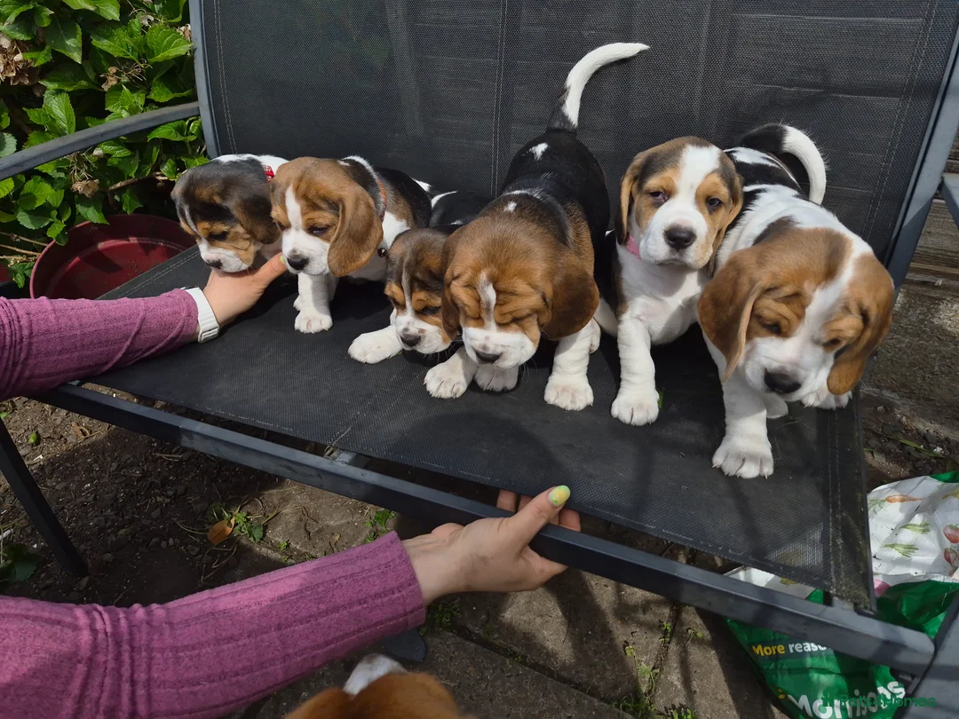 Beagle dogs for sale: Beagle puppies for sale  - Advert 1