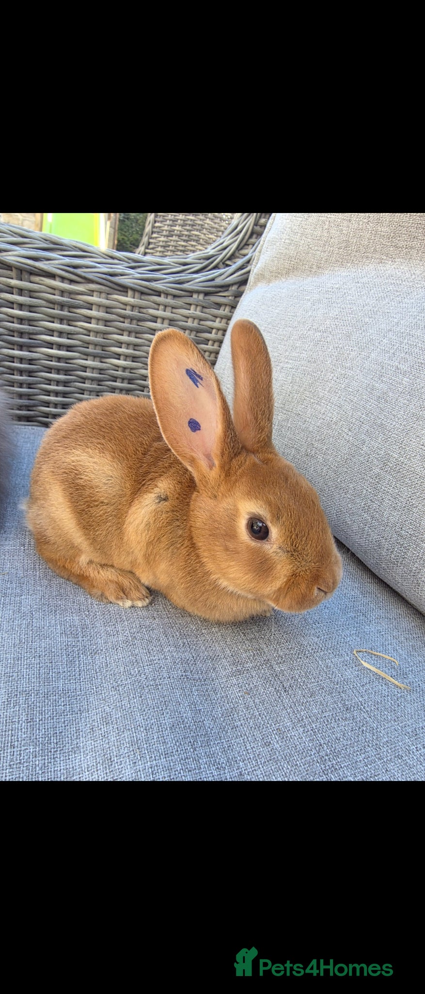 Rex rabbits RESERVED  - Advert 1