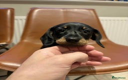 Dachshund dogs for sale: Standard Dachshund Puppy – Ready Now - Image 6