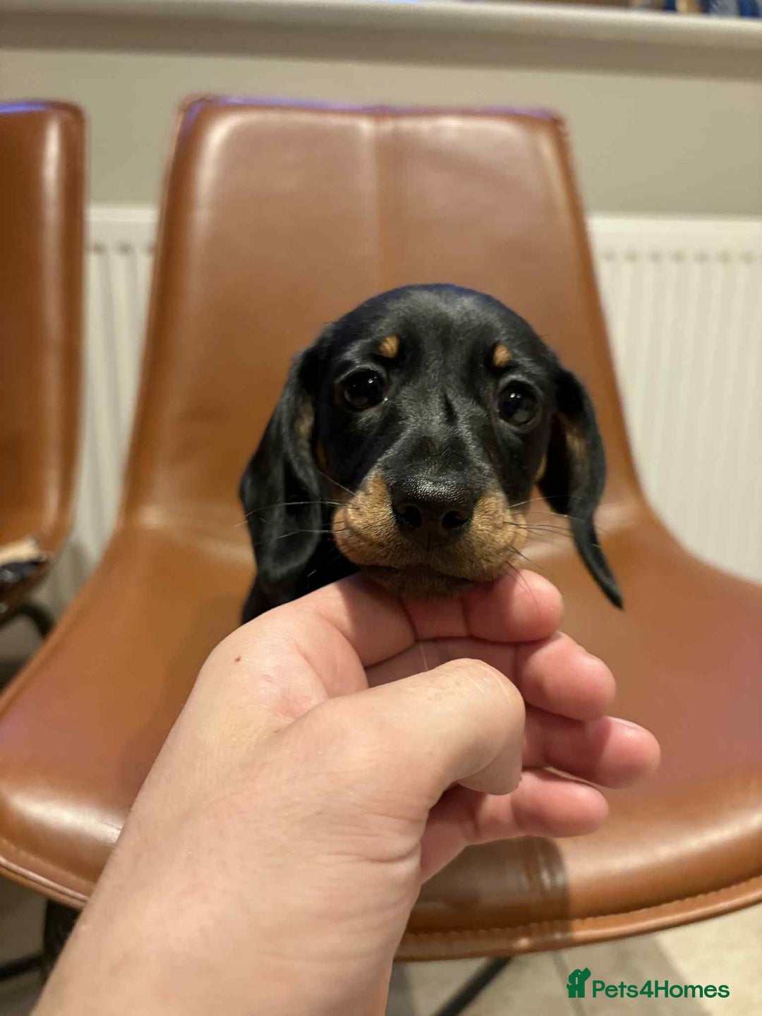 Dachshund dogs for sale: Standard Dachshund Puppy – Ready Now - Image 6
