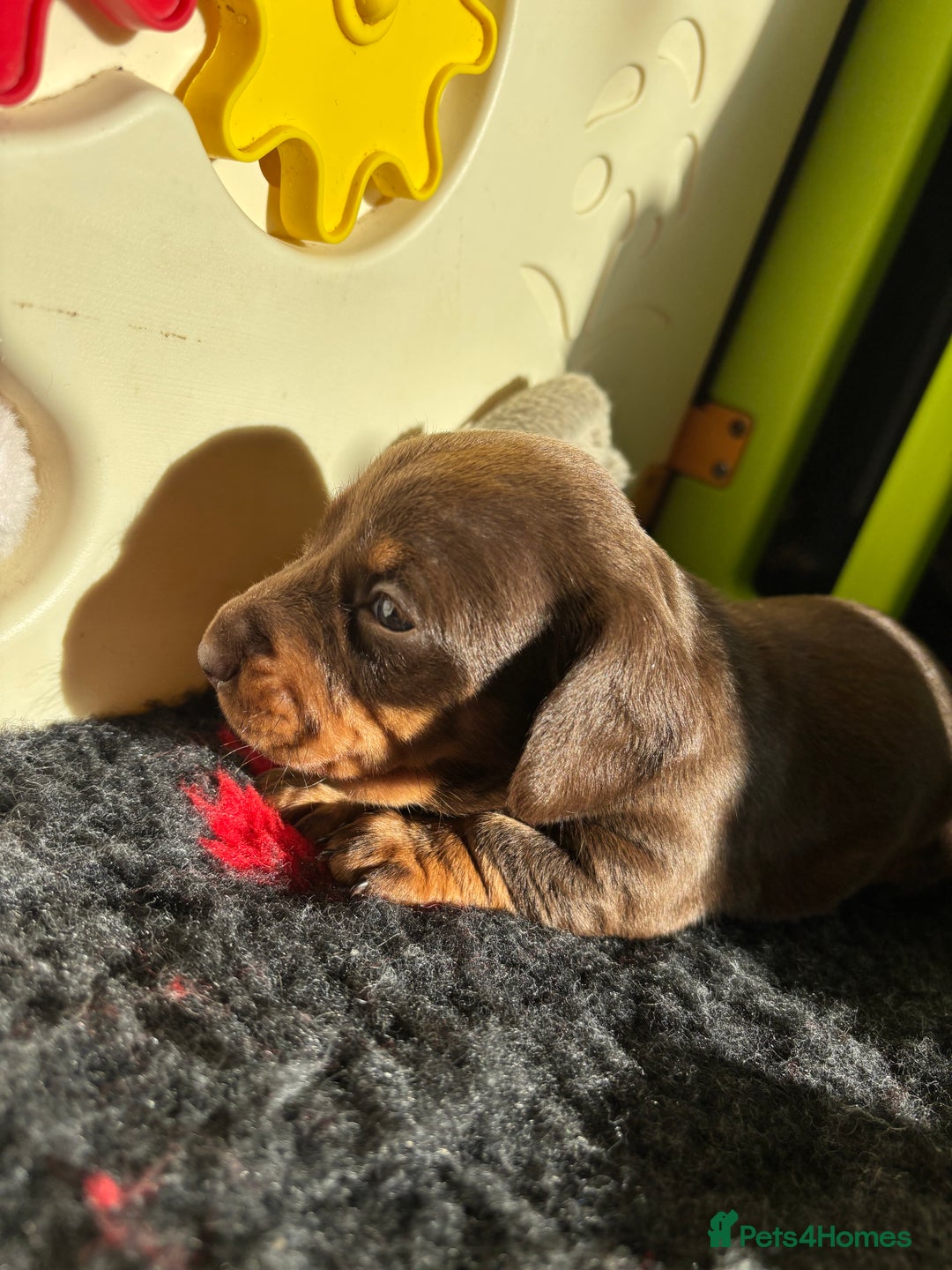 Miniature Dachshund dogs for sale: Kc miniature Dachshunds 2  girls  left  - Image 20