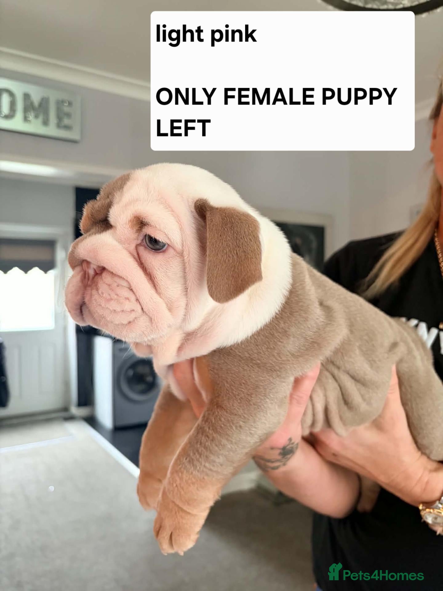 English Bulldog dogs 4 beautiful bulldog puppies for sale - Advert 2
