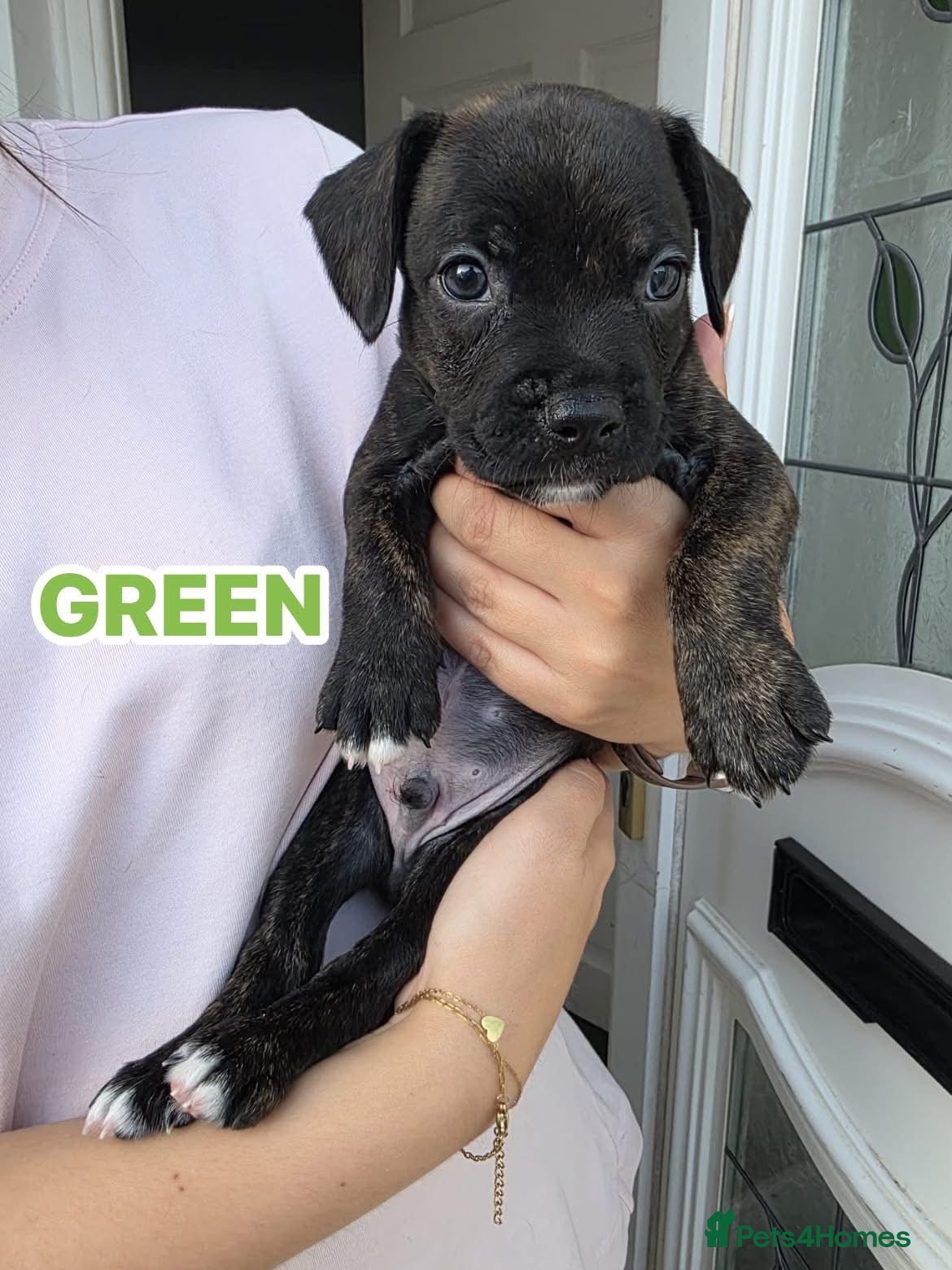Mixed Breed dogs Sprocker spaniel x Frenchie-Pei  - Advert 17
