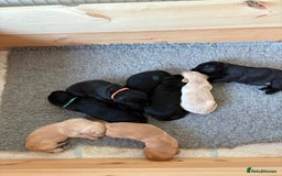 Labrador Retriever dogs for sale: Stunning litter of Labrador puppies for sale!  - Image 2