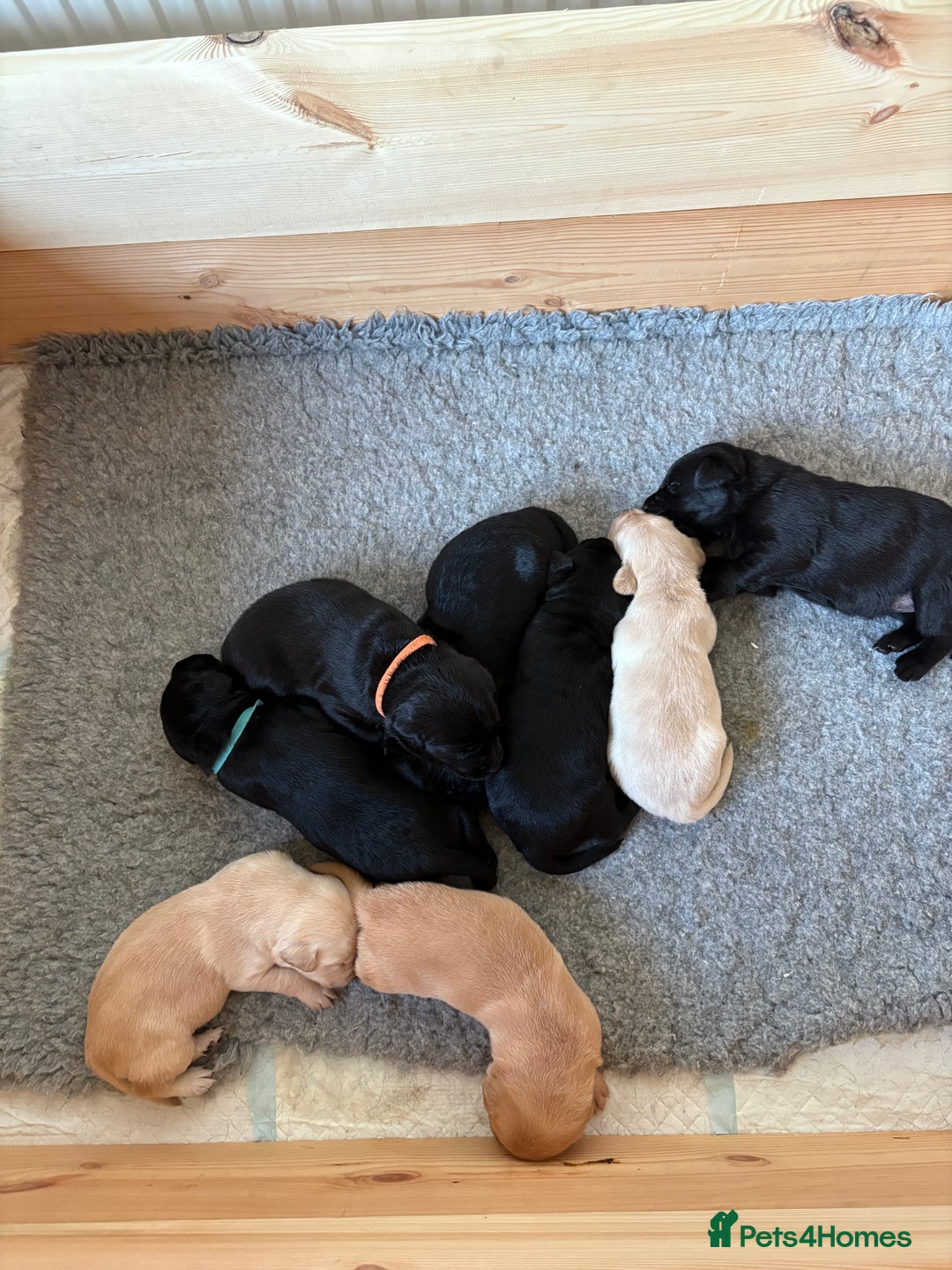 Labrador Retriever dogs for sale: Stunning litter of Labrador puppies for sale!  - Image 2
