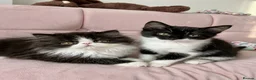 Mixed Breed cats for sale: Female kitten  in Paisley - Advert 2