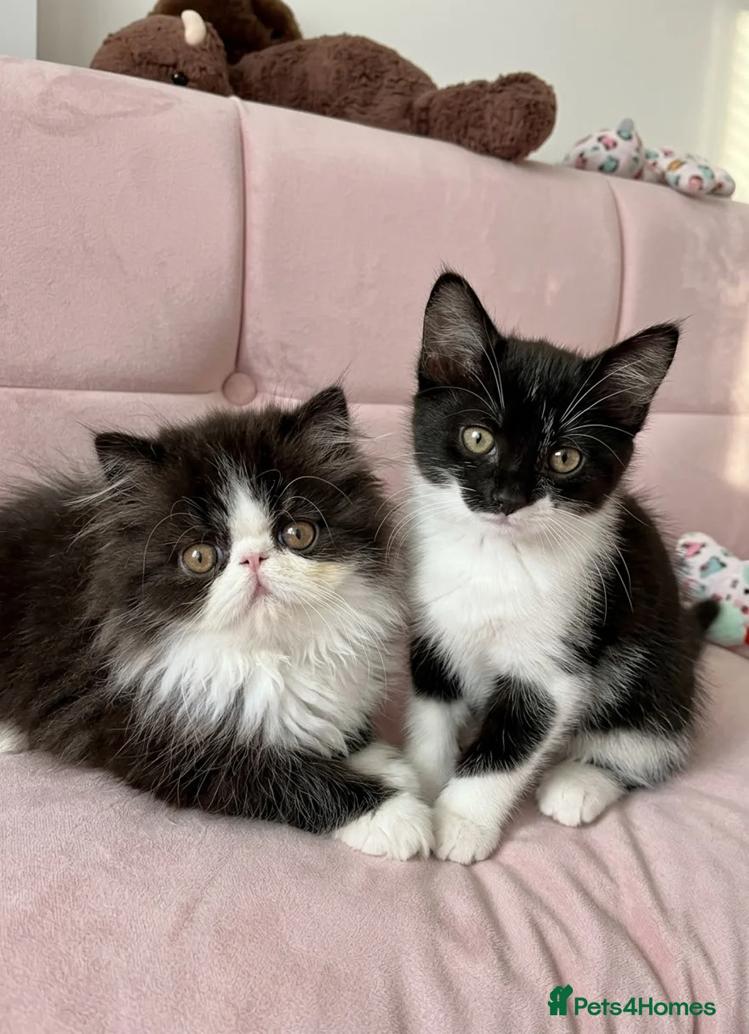 Mixed Breed cats for sale: Female kitten  in Paisley - Advert 2