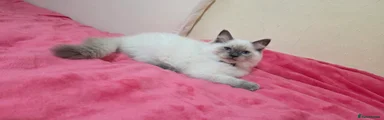 Ragdoll 1