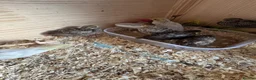 Quail poultry for sale: Button Quail  - Advert 8