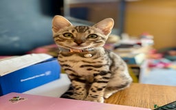 Bengal cats for sale: Silver Bengal looking for loving home  - Image 10