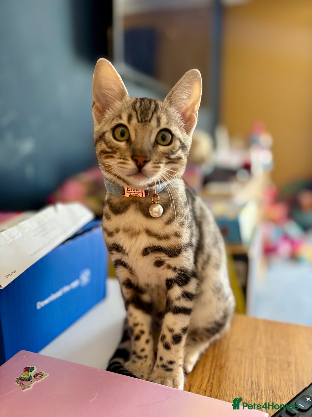 Bengal cats for sale: Silver Bengal looking for loving home  - Image 10