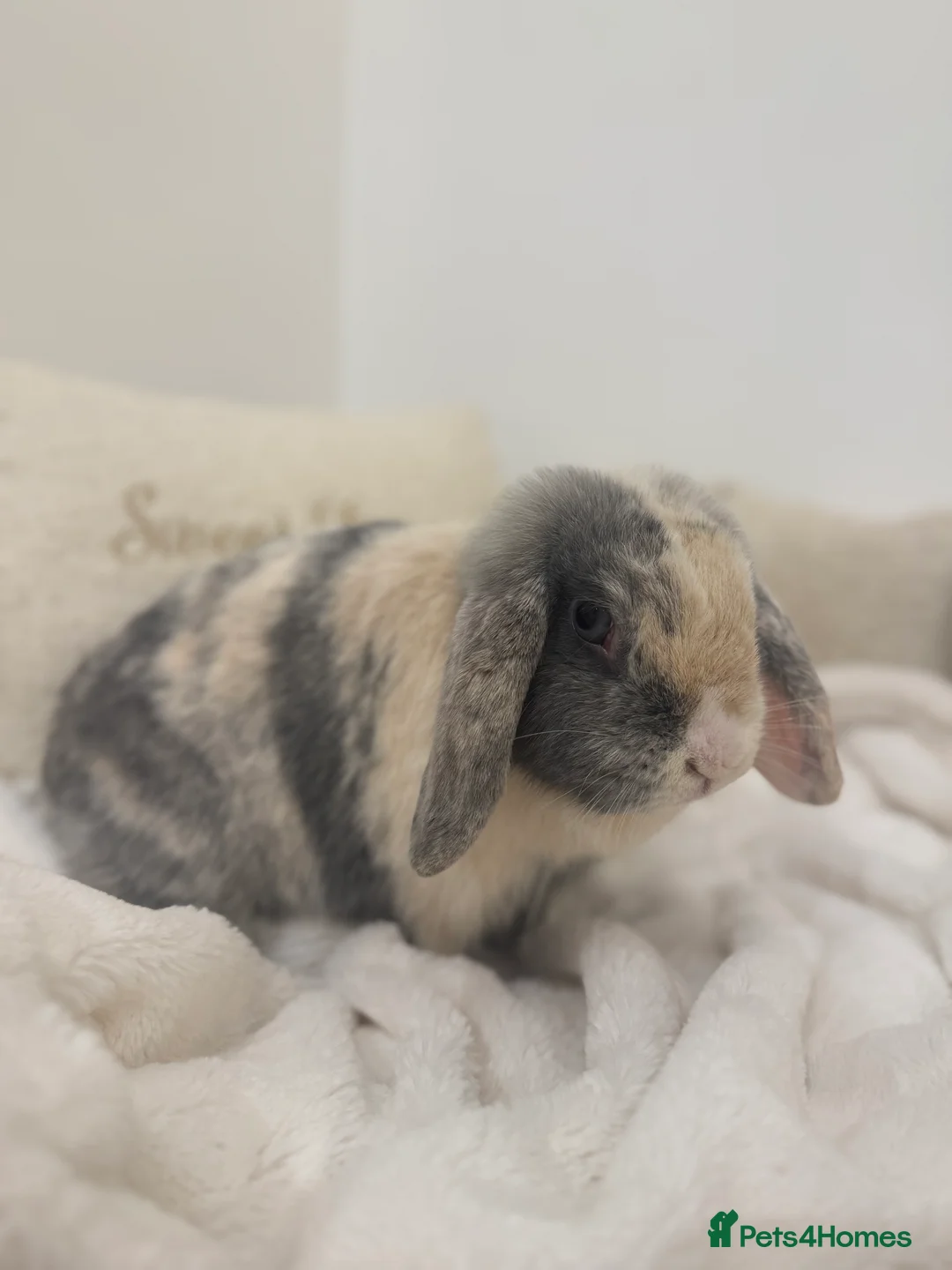 Mini Lop rabbits for sale: Spayed Mini Lop Doe🐰🤍 - Advert 2
