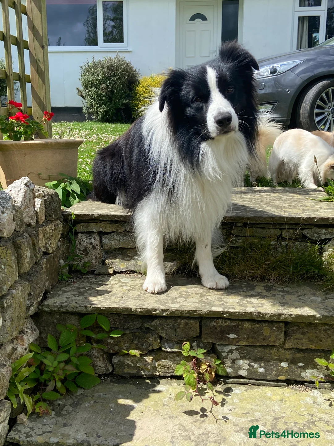 Border Collie dogs for stud: For stud. KC reg and proven.  in Brierley Hill - Advert 16