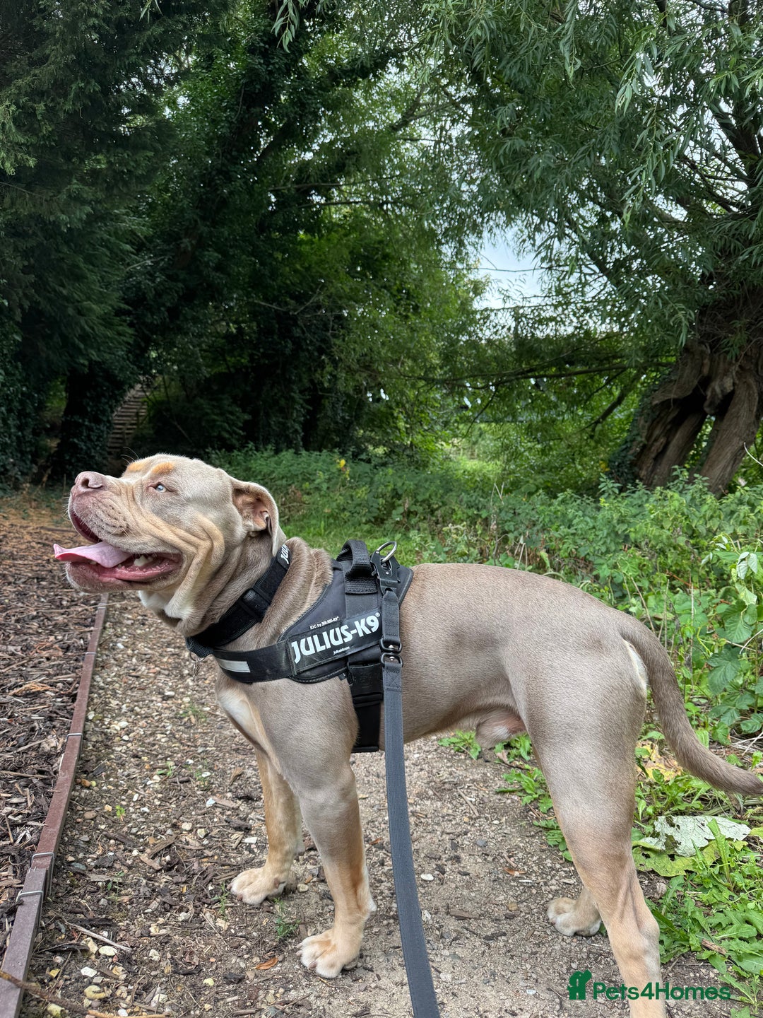 Olde English Bulldogge dogs for sale: Old English in need of a loving home  - Advert 5