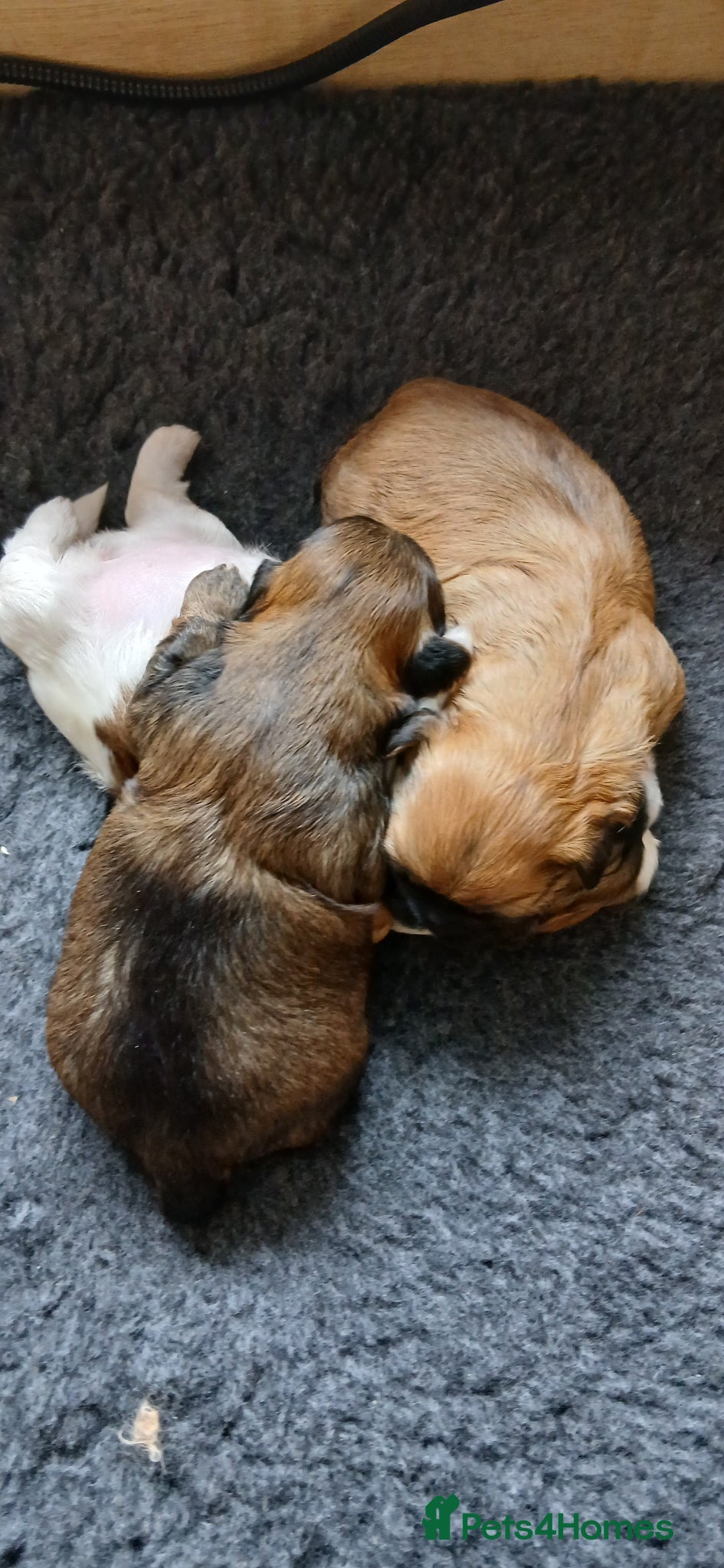 Shih Tzu dogs Beautiful Shih Tzu Girls - Advert 5