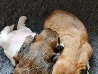 Shih Tzu dogs Beautiful Shih Tzu Girls - Advert 5