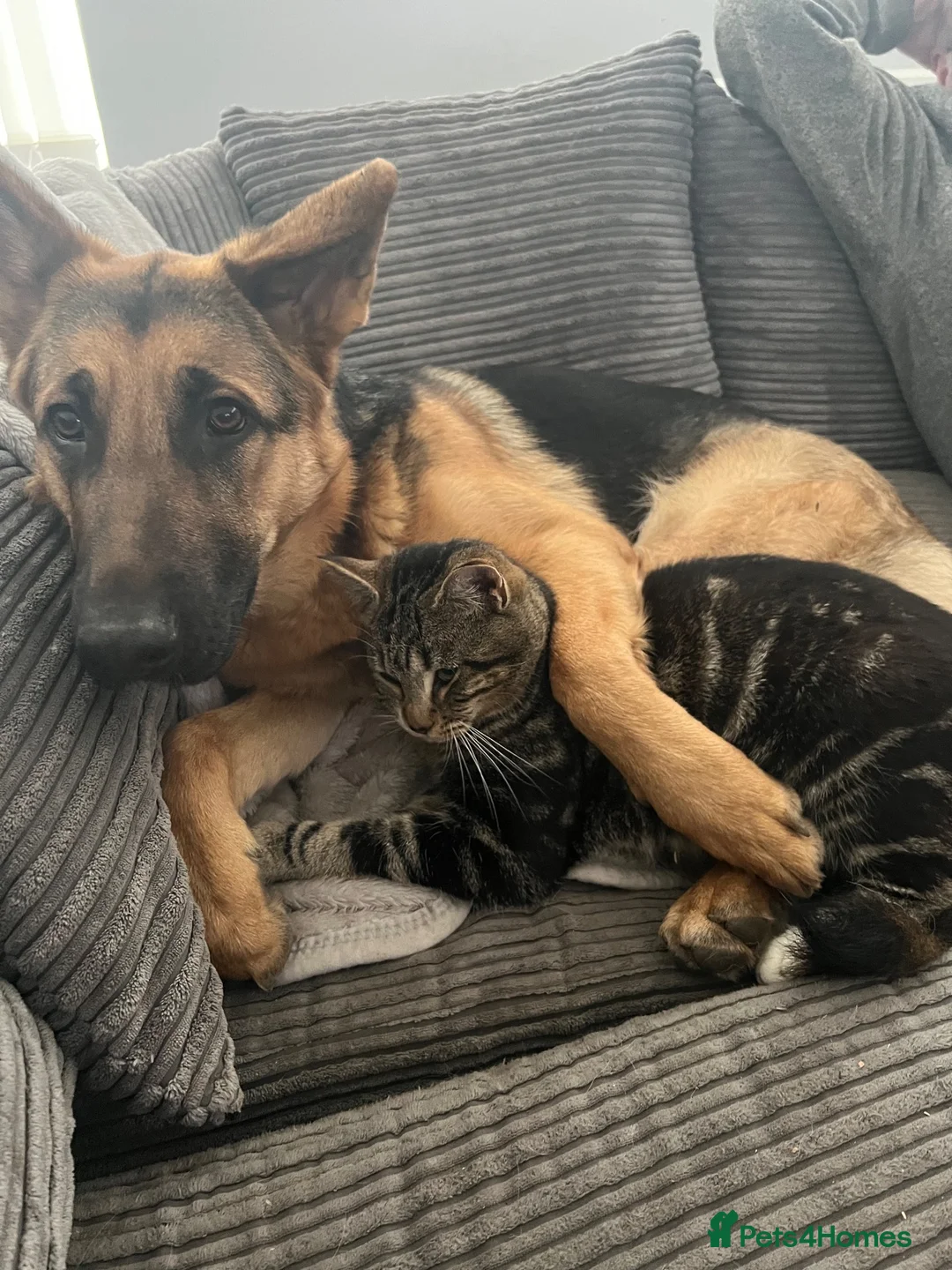 German Shepherd dogs for sale: Storm in Romney Marsh - Advert 3