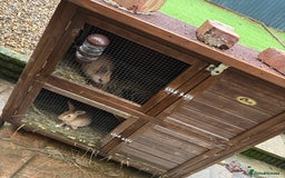 Mixed Breed rabbits for sale: Two baby rabbits & hutch - Advert 4