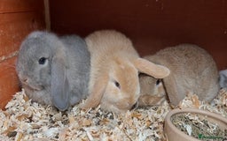 Mini Lop rabbits for sale: Gorgeous mini lops ready now! - Advert 9